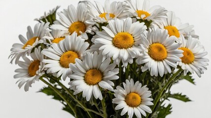 Fototapeta premium bouquet of daisies on white background