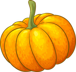 Pumpkin Fruit Colored Detailed Illustration