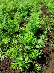 Young carrot plant sprouts grow on farm garden bed. Growing organic carrot crop - vegetables sprouts on farm field. Green carrot plant row growing. Vegetable plant crop closeup in agriculture field