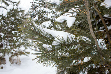 Snow on the branches of a pine tree in the winter forest.