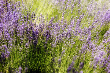 Lavender flower background with beautiful purple colors. Close-up