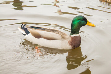 Fototapeta premium Male mallard duck swimming in the lake, closeup of photo