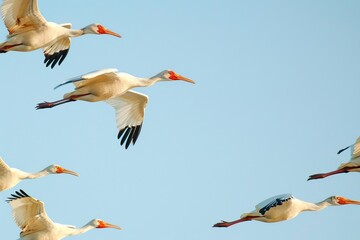 Obraz premium a series of migratory birds captured in mid-flight against a clear blue sky