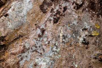 Natural texture of tree bark