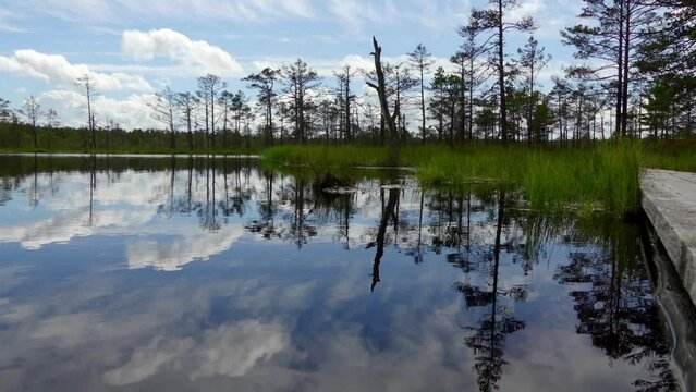 Swamp Viru Raba in Estonia
