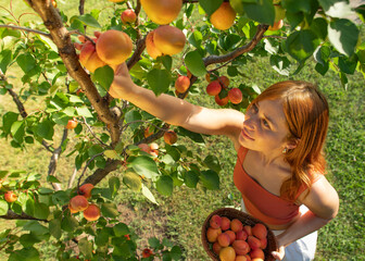 Woman picking apricots in fruit garden from an apricot tree.