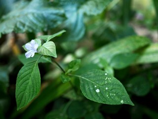 Closeup of small white flowers on a blurred green background