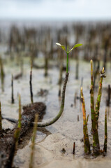 Mangrove tree saplings that grow well