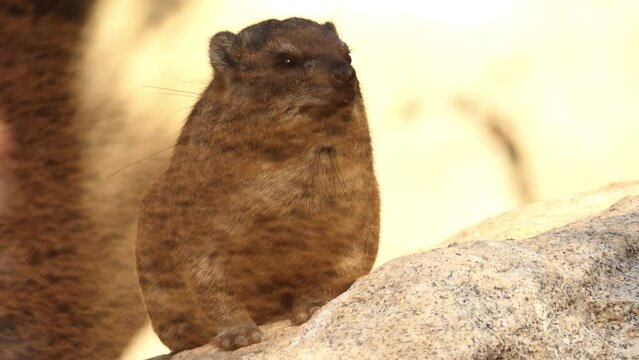 Common dwarf mongoose (Helogale parvula), sometimes just called dwarf mongoose, is small African carnivore belonging to mongoose family (Herpestidae).