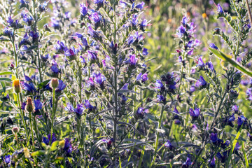 Fototapeta premium Blue flowers in the field, common blueberry (Echium vulgare). Viper vermilion , a medicinal plant.