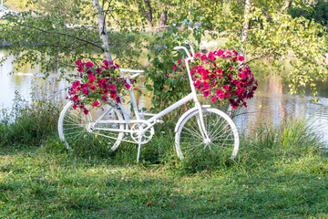 White bicycle decorated with petunia flowers