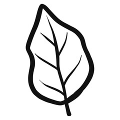 illustration of a leaf nature