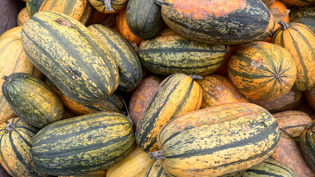 A close-up image of a pile of green and yellow striped spaghetti squash, likely at a farmers market