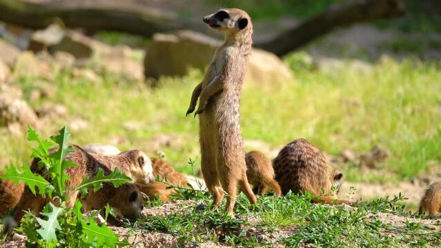 Meerkat or suricate (Suricata suricatta) is small carnivoran belonging to mongoose family (Herpestidae). Meerkats live in all parts of Kalahari Desert in Botswana, in much of Namib Desert in Namibia.