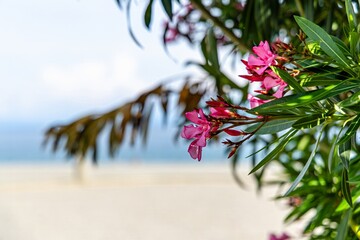 Pink Oleander Flowers Blooming Against a Cloudy Sky in town Opatija