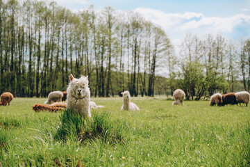 Alpacas graze in the spring meadow high in the mountains.