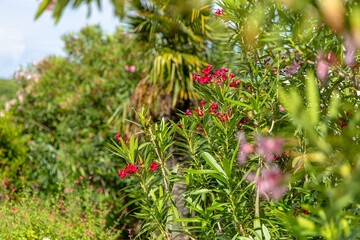 Green Bush Grevillea Canberra Gem With Red Flowers in Front of a Blurred House in town Opatija