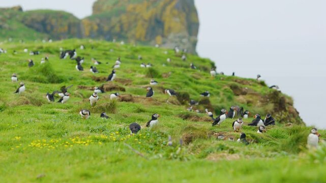 Puffin colony in Lunga landscape, Treshnish Isles, Scotland. Slomo, handheld