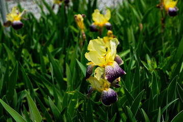 ジャーマンアイリス	