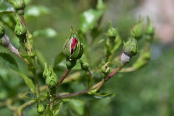 różowe, czerwone, róże, kwiaty, pąki, kwitnienie, ogród, flora, lato, wiosna, słońce  © felicytka