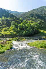 A fast flow of a mountain river flows into another river. Forest, bushes, mountains in the background