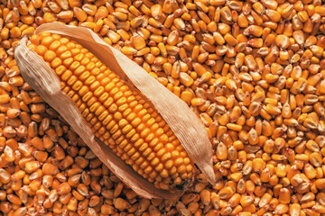Harvested ear of corn and kernels