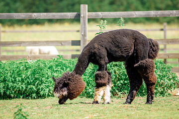 Fototapeta premium Alpaca in the meadow