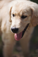 Happy puppy Golden Retriever walks in the summer on the nature, closeup portrait. Much a good family dog