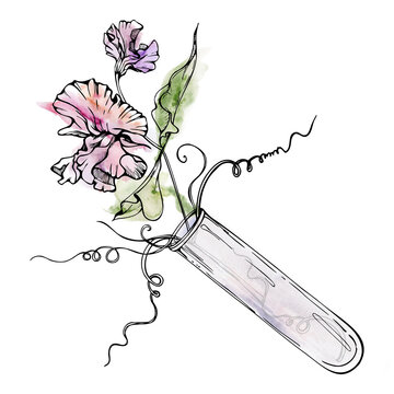 sweet pea flowers in glass tube clip art preview