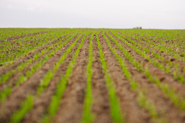 Rows of young spring wheat shoots in a field. Agriculture concept.