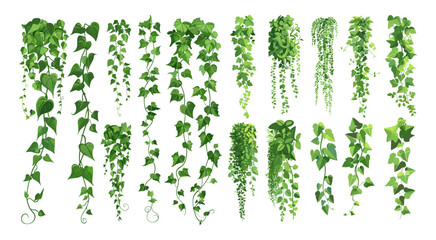 Green ivy cartoon vector set. Grape liana stems shoots climbing leaves plants room garden decorative flora isolated on white background