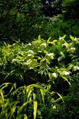 クリスマスローズ	