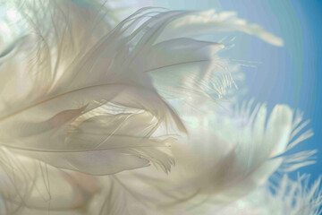Ethereal White Feathers Descending Gracefully Against a Soft Background
