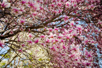 Obraz premium マグノリア