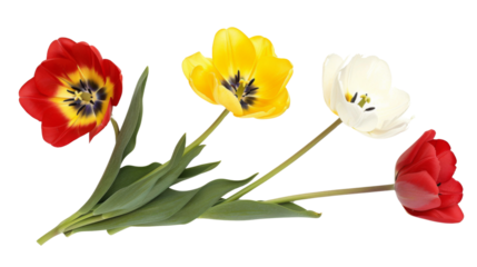 Colorful tulip flowers on white background
