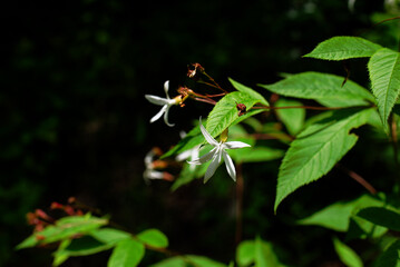 ミツバシモツケ