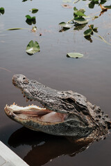 Everglades, Floride