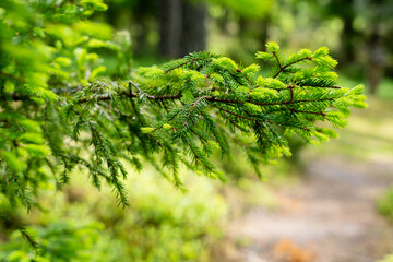 Closeup of spruce tips, new growth on spruce tree in the spring. Fresh spruce tips in a forest 