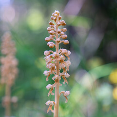 Bird`s Nest Orchid (Neottia nidus-avis). Flower spike in woodland.  A non-photosynthetic plant.