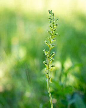 Close up of a common twayblade (neottia ovata) orchid. Common twayblade, Neottia ovata, in flower on chalk grassland. 