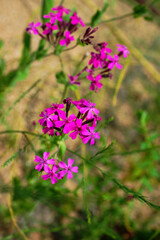 ムシトリナデシコ