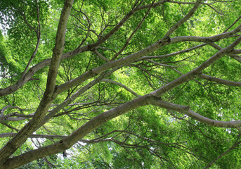 Trees branches with fresh green leaves in early summer. Fresh environment in park. 