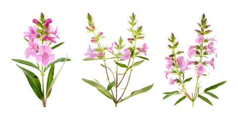 Obraz premium different angles of pink willowherb on a white background