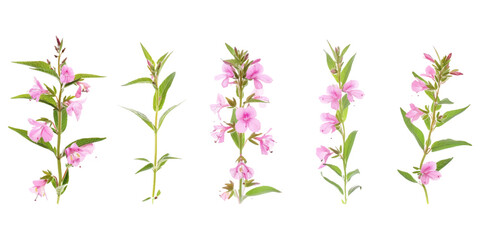 different angles of pink willowherb on a white background