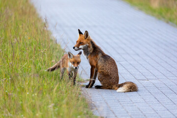 Fuchs, F&auml;he mit Welpe in der freien Wildbahn auf dem Zingst.
