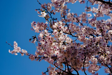 青空に映える桜