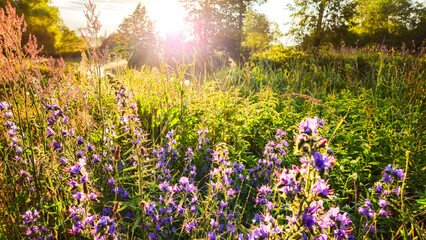 Obraz premium Mohnblume , blühende Wiese