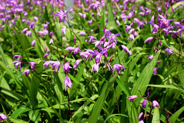 紫色の花を咲かせたシランを撮影した写真