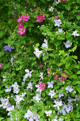 Naklejka premium Colorful garden fence with beautiful clematis types.