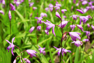 紫色の花を咲かせたシランを撮影した写真